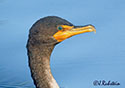 Phalacrocorax auritus